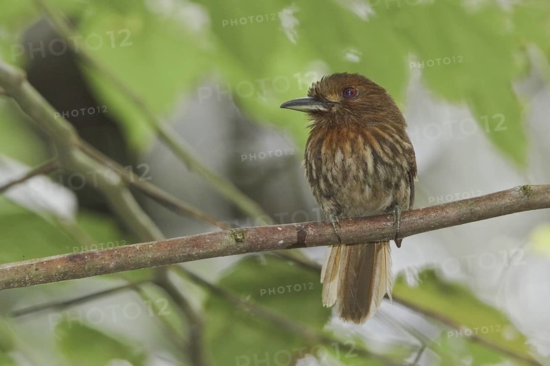 White-whiskered Puffbird (Malacoptila panamensis), Ecuador