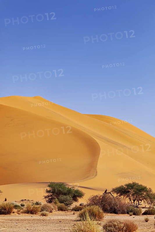 High sand dune in the desert with trees and bushes in front of a deep blue sky, The sand dunes of the Sahara in Algeria