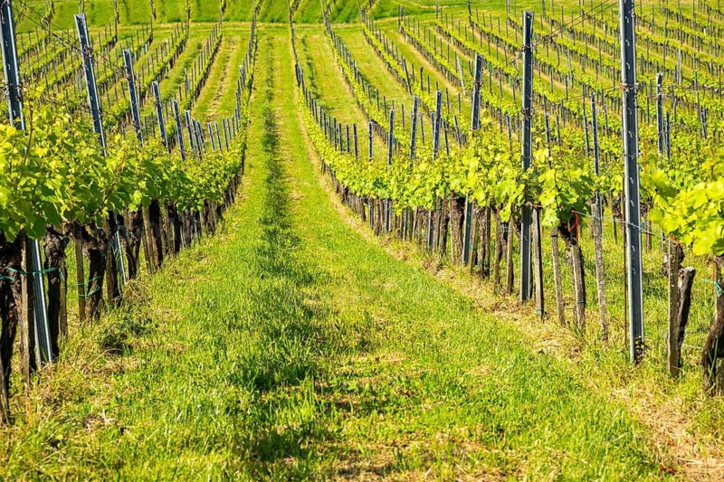 Landscape of the wine yards growing on the hills of southern styria, Austria