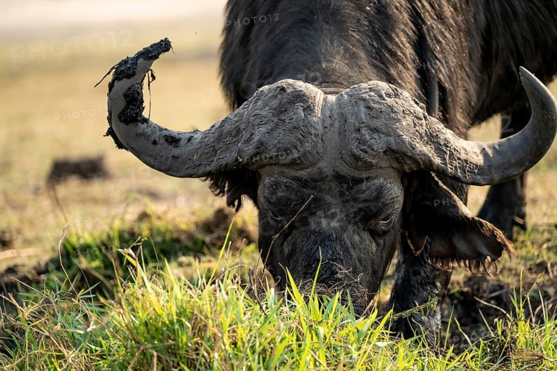 Cape buffalo (Syncerus caffer caffer) grazing, Ihaha, Chobe National Park, Botswana