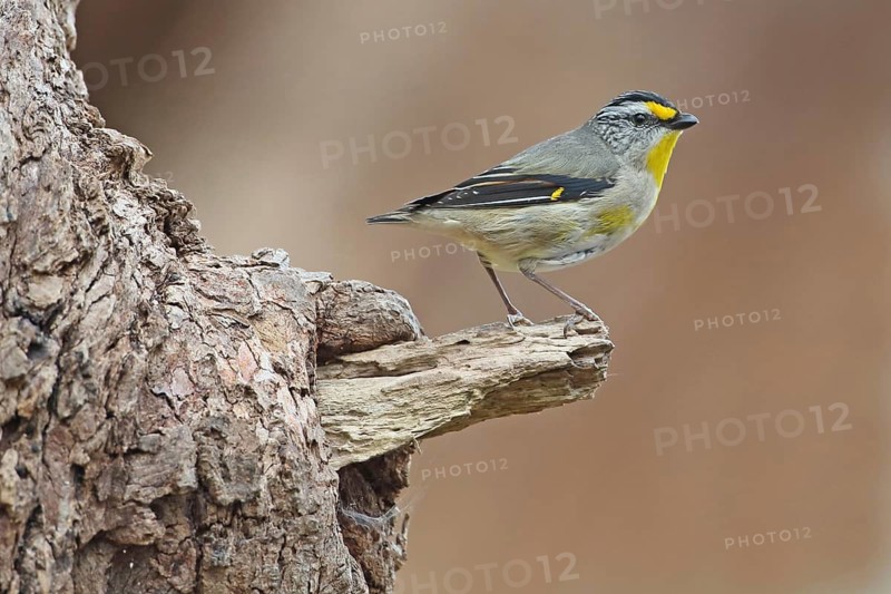 Striated Pardalote (Pardalotus striatus), Tasmania, Australia