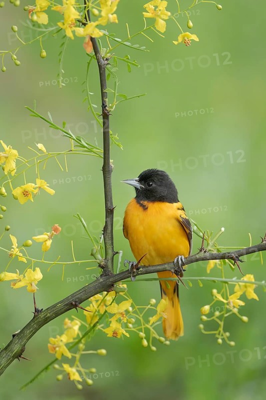 Baltimore Oriole (Icterus galbula) male, Texas, USA