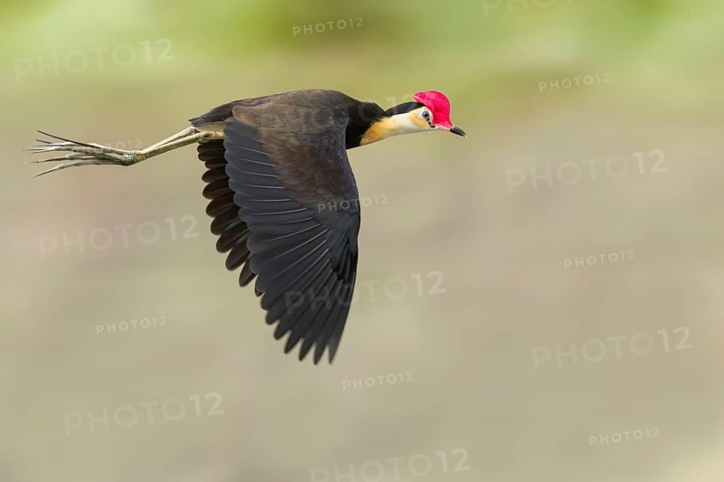 Comb-crested Jacana (Irediparra gallinacea) in a wetland area in Papua New Guinea