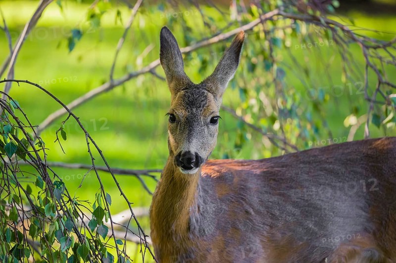 A female roe deer (Capreolus capreolus) eats fresh leaves from a tree