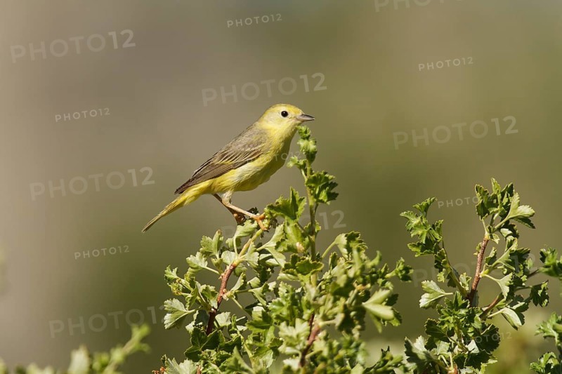 American Yellow Warbler (Setophaga aestiva) female, California, USA