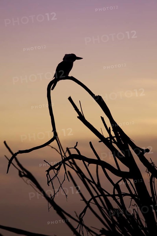 Laughing Kookaburra (Dacelo novaeguineae), Queensland, Australia