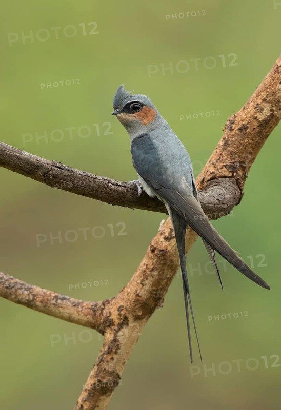 Crested Treeswift (Hemiprocne coronata) male perched on a branch, West Bengal, India