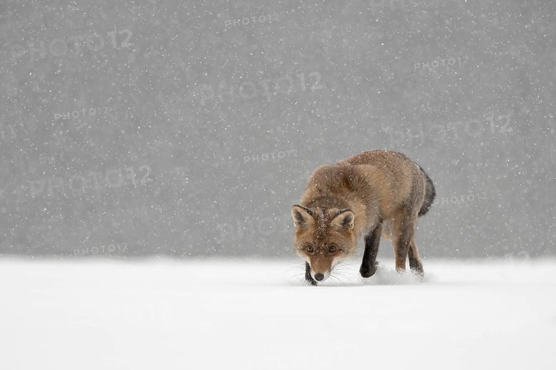 Red fox in the snow, Steinborn, Rhineland-Palatinate, Germany