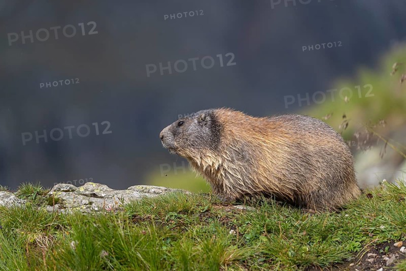 One youngAlpine Marmot, Marmota marmota resting on a rocky rim. A mountain wall in the distant background