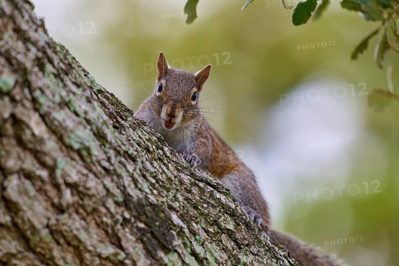Grey Squirrel (Sciurus carolinensis), climbing on tree, springtime, Florida, USA