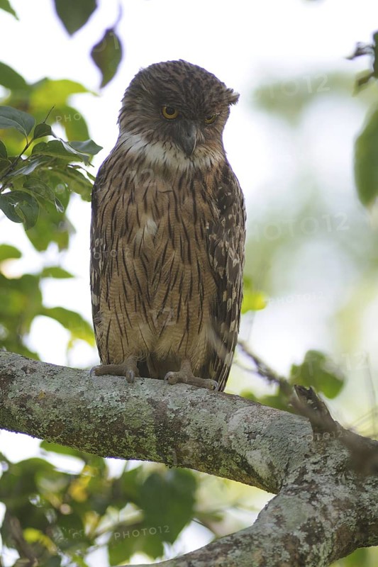 Brown Fish Owl (Ketupa zeylonensis), Sri Lanka