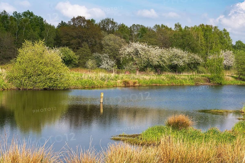 Blooming apple trees at Ahlhorn fish ponds, Ahlhorn, Lower Saxony, Germany