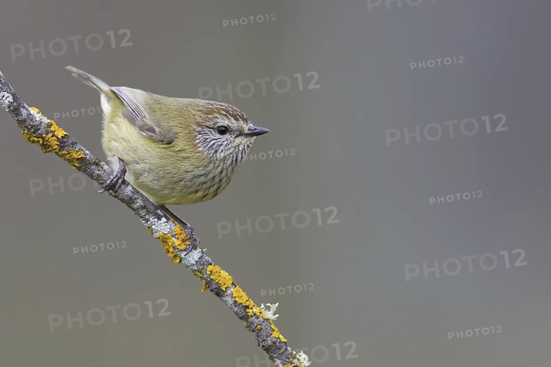 Striated Thornbill (Acanthiza lineata), Victoria, Australia