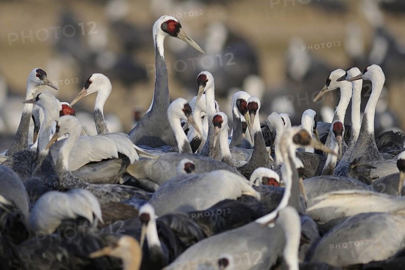 White-naped Crane (Antigone vipio), Arasaki, Japan