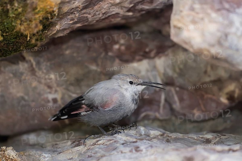 Wallcreeper (Tichodroma muraria), Alpine Zoo Innsbruck, Innsbruck, Tyrol, Austria