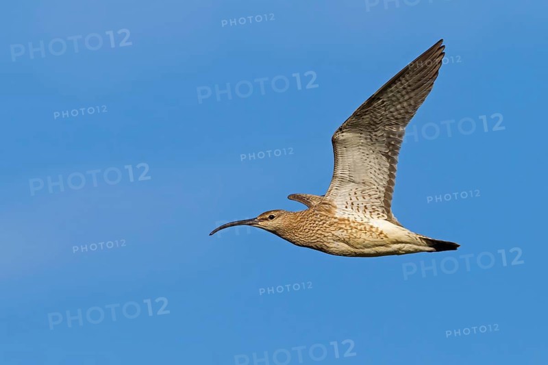 Whimbrel, Animals, Birds, (Numenius phaeopus), Flight photo, lateral, Norðurþing, Húsavík, Iceland