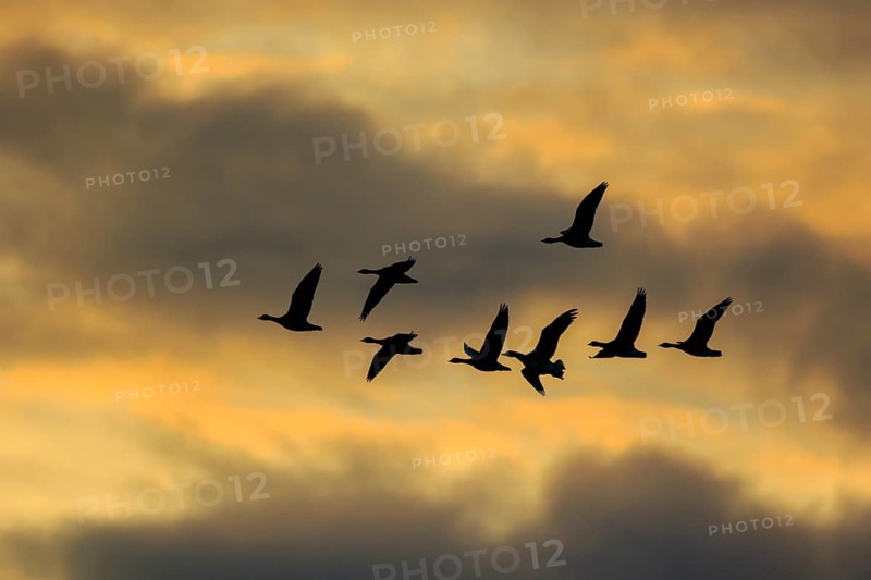 Greater White-fronted Goose (Anser albifrons) group flying, North Rhine-Westphalia, Germany