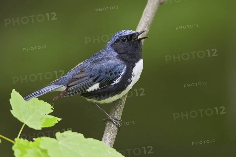 Black-throated Blue Warbler (Setophaga caerulescens) male, singing, Ontario, Canada