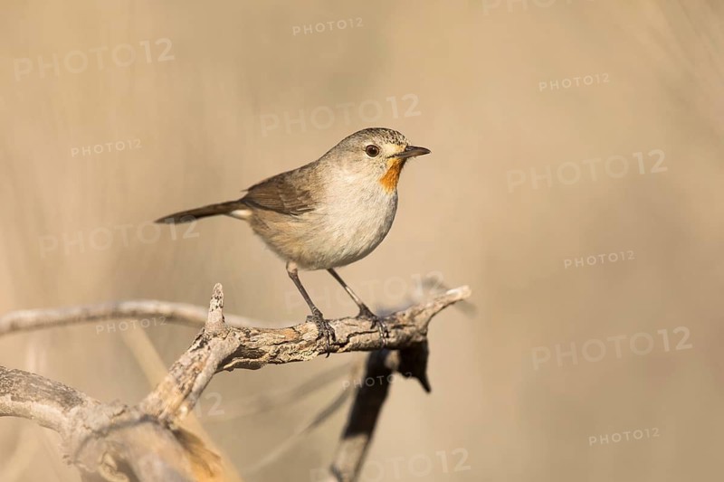 Redthroat (Pyrrholaemus brunneus) male perched on a branch, South Australia, Australia