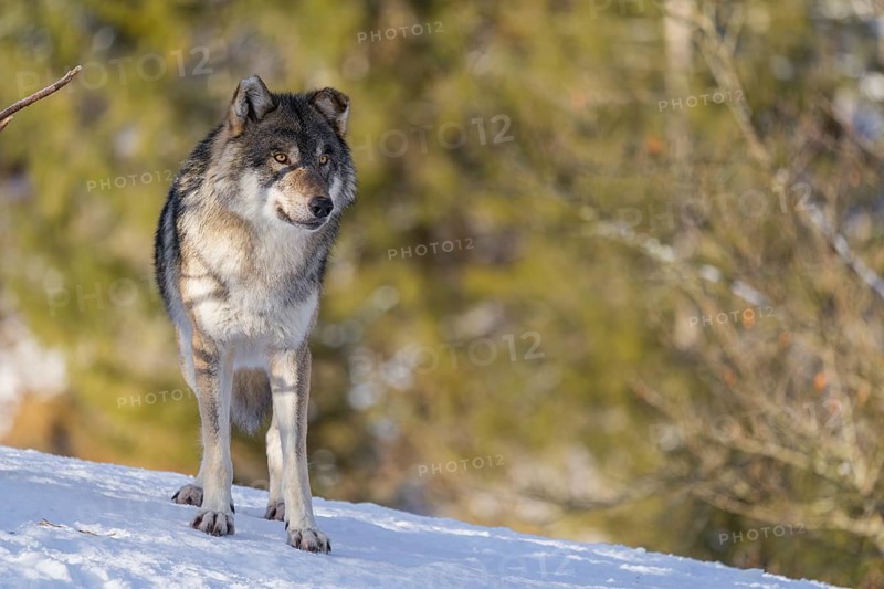 An adult male grey wolf (Canis lupus lupus) stands on a sloping, snow-covered meadow at the edge of a forest on a cold, sunny day