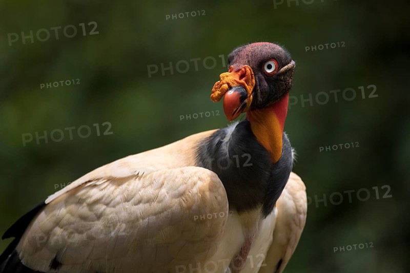 King Vulture (Sarcoramphus papa), Costa Rica