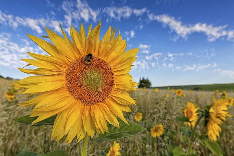 Common sunflower, (Helianthus annuus), flower, plant, blue sky, blossom, flowering, Compositae family, Bermersheim, Worms district, Rhineland-Palatinate, Federal Republic of Germany