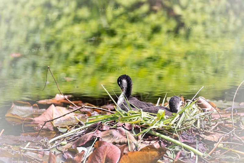 Eurasian Coot chicks (Fulica atra) two lying on nest in water, brown leaves and green blades of grass, background blurred, Dortmund, North Rhine-Westphalia, Germany