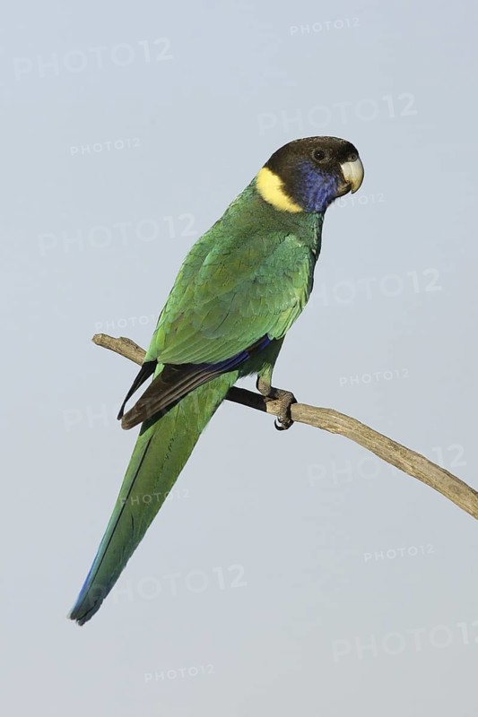 Australian Ringneck (Barnardius zonarius), South Australia, Australia