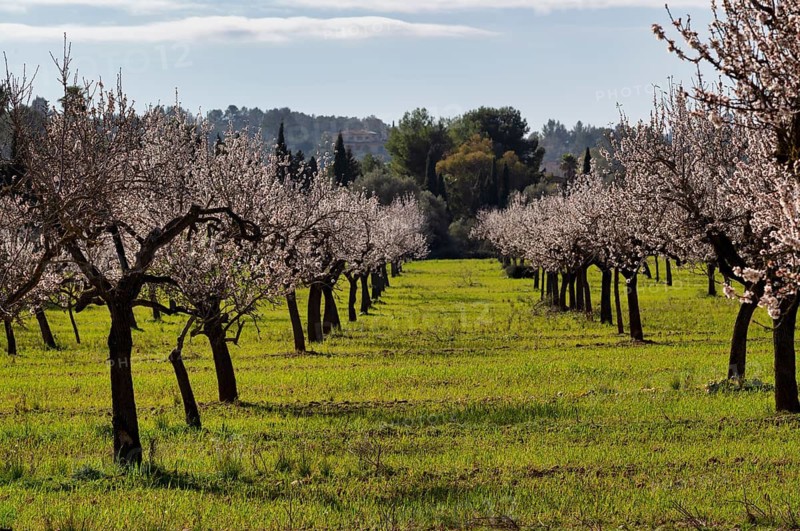 Almond blossom, almond trees, plantation, Bermuda buttercup (Oxalis pes-caprae), also known as low wood sorrel, Santa Maria del Camí, Calvià, Majorca, Balearic Islands, Balearic Islands, Spain