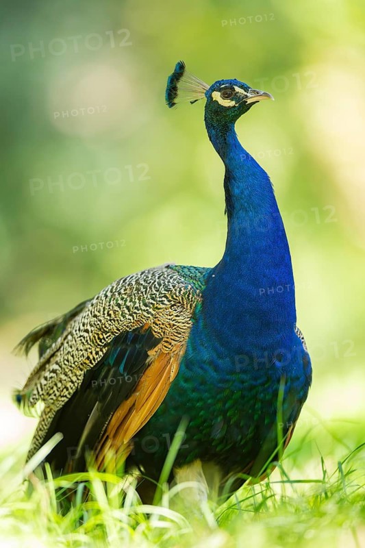 Indian peafowl (Pavo cristatus) on a meadow, Hesse, Germany