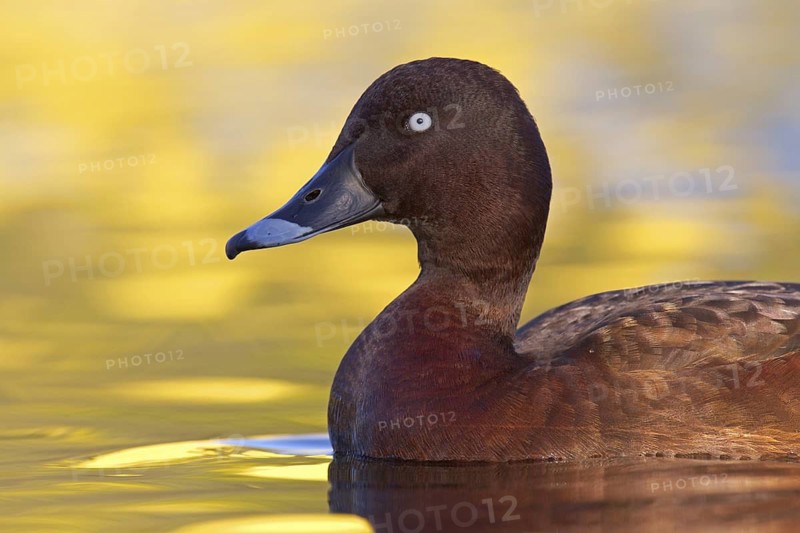 Hardhead (Aythya australis), Australia