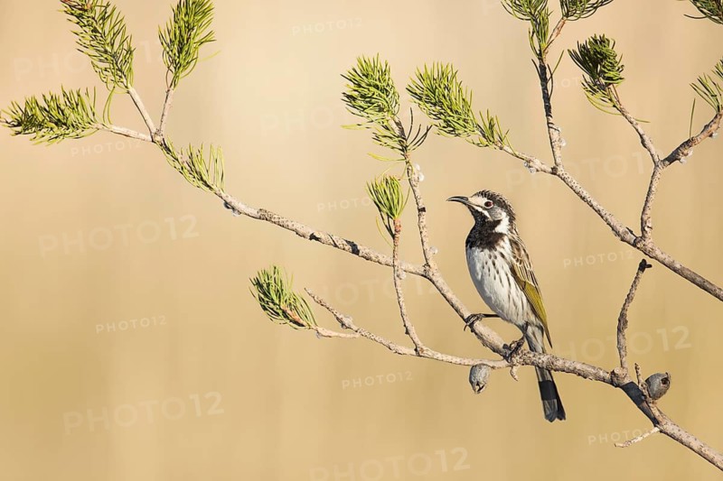 White-fronted Honeyeater (Purnella albifrons) perched on a branch, Western Australia, Australia