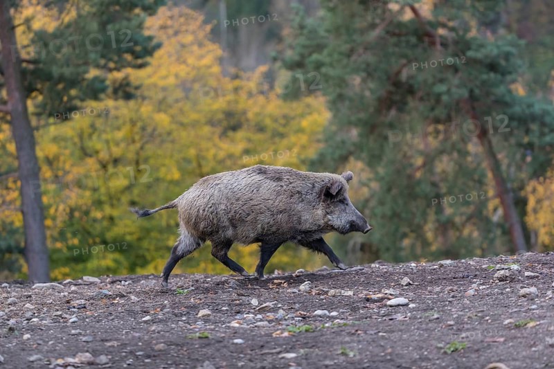 One wild boar or wild pig (Sus scrofa), walking over an opening in early morning light, searching for food, with an autumnal colored forest in the background