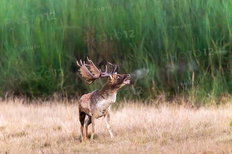 Roaring fallow deer (Dama dama) during the rut in a clearing, Rüsselsheim am Main, Hesse, Germany