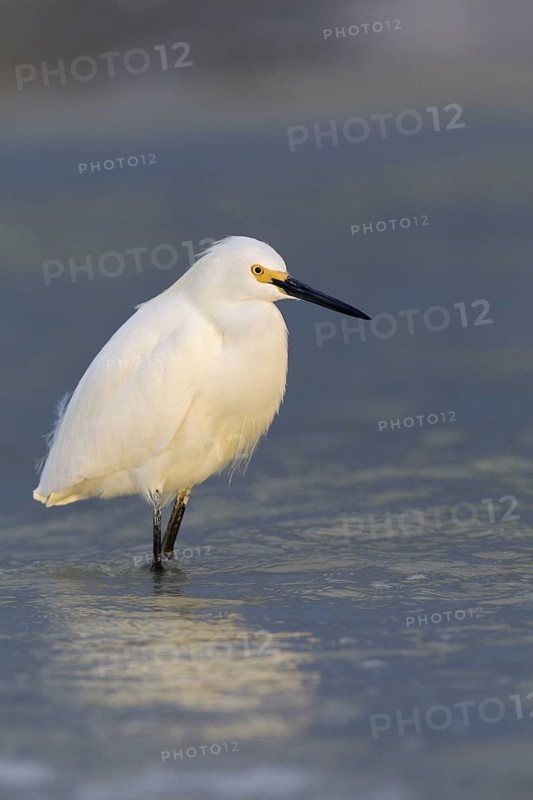 Snowy Egret (Egretta thula), Florida, USA
