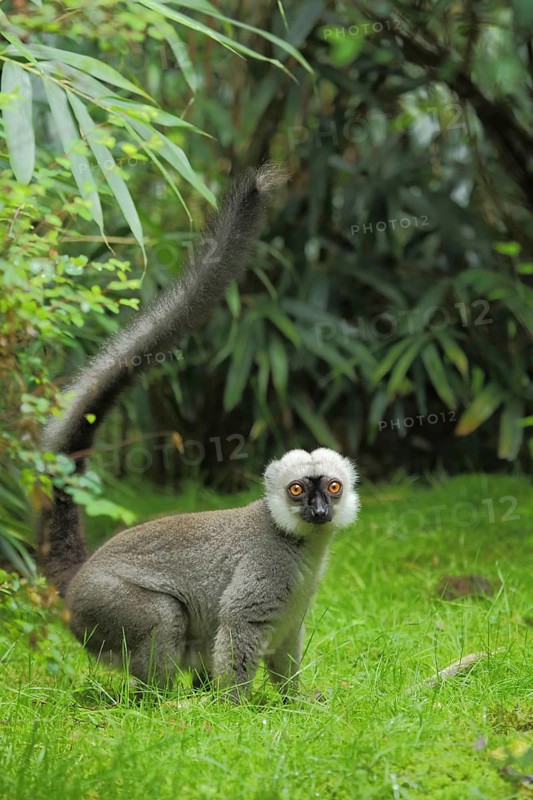 White-headed lemur (Eulemur albifrons) (Lemuridae), male, ground, tail, macis, lemurs (Lemuriformes), lemurs, Lemuroidae, monkeys, wet-nosed monkeys, prosimian, monkey, wet-nosed monkey, primates, primate, gentleman animals, primates, strepsirhini, mammal, animal, vertebrate, captive