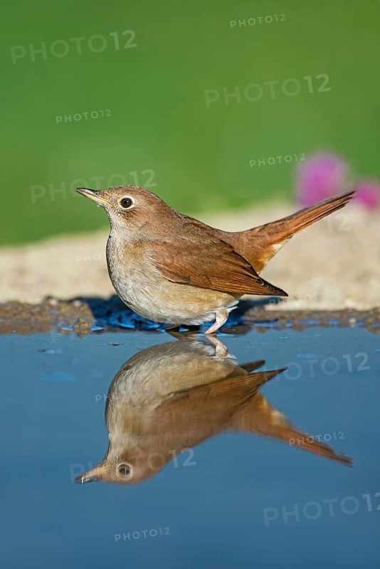 Common Nightingale (Luscinia megarhynchos) standing in water, Aosta Valley, Italy