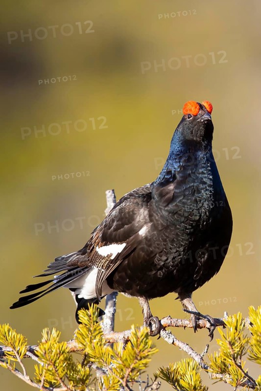 Black grouse, (Tetrao tetrix) male, pheasant-like, Sweden, Scandinavia