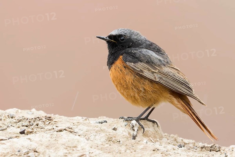 Black Redstart - Hausrotschwanz - Phoenicurus ochruros ssp. phoenicuroides, Kyrgyzstan, adult male