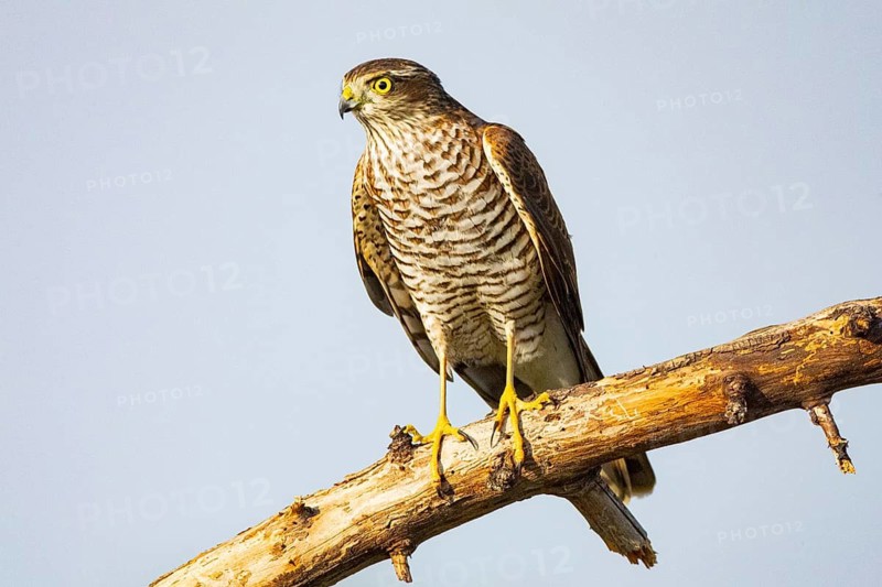 Sparrowhawk (Accipiter nisus) Germany