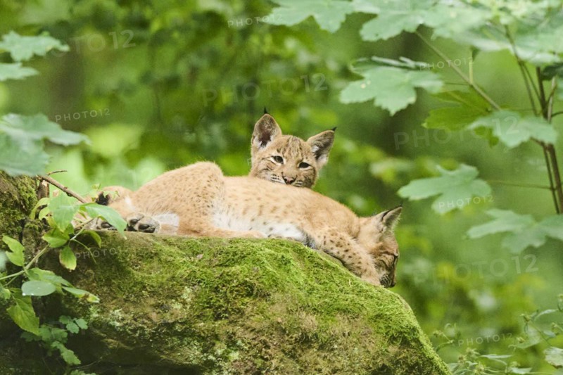 Eurasian lynx (Lynx lynx) youngsters lying in a forest, Bavaria, Germany