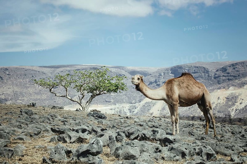 Camels (camelus dromedarius) grazing on a plateau on a cliff, Dalkut, Dhofar, Oman