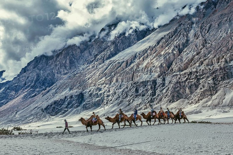 HUNDER, INDIA, SEPTEMBER 11, 2012: Tourists riding camels in Nubra valley in Himalayas, Ladakh