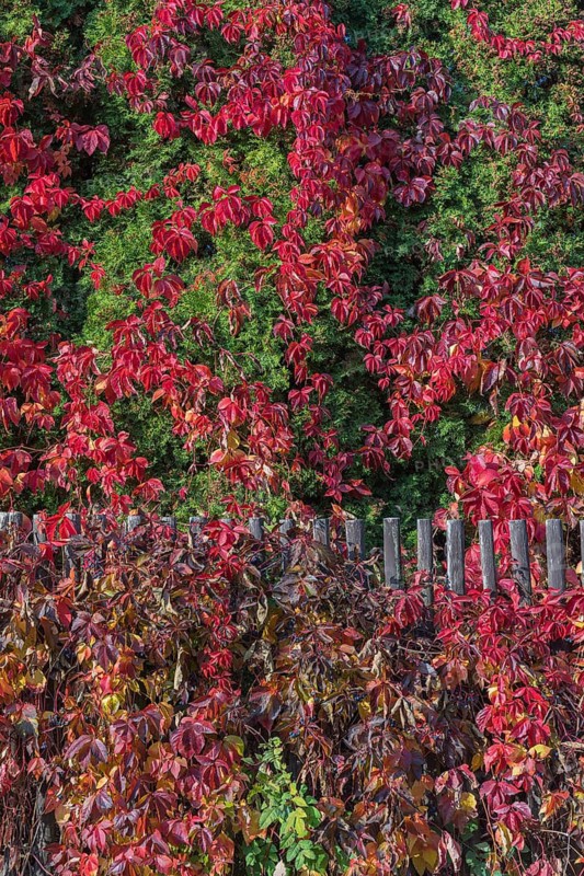 Virginia creeper, Victoria creeper, five-leaved ivy, or five-finger (Parthenocissus quinquefolia)growing in the park of Bouzov Castle. Bouzov Castle is an early 14th-century fortress first mentioned in 1317. It was built on a hill between the village of Hvozdek and the town of Bouzov