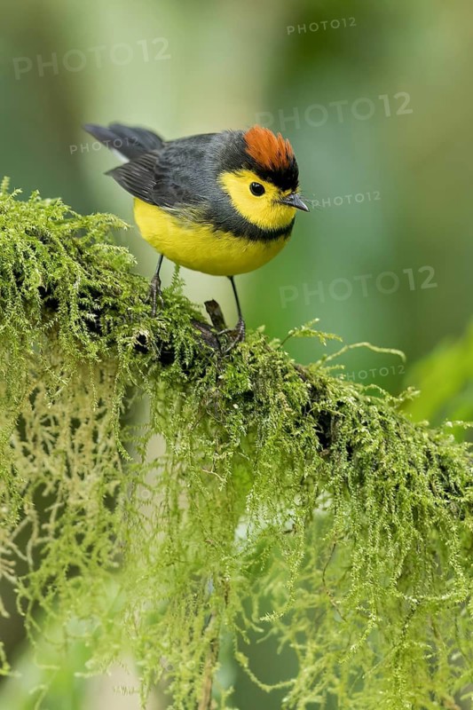 Collared Redstart (Myioborus torquatus) perched on a branch in Panama