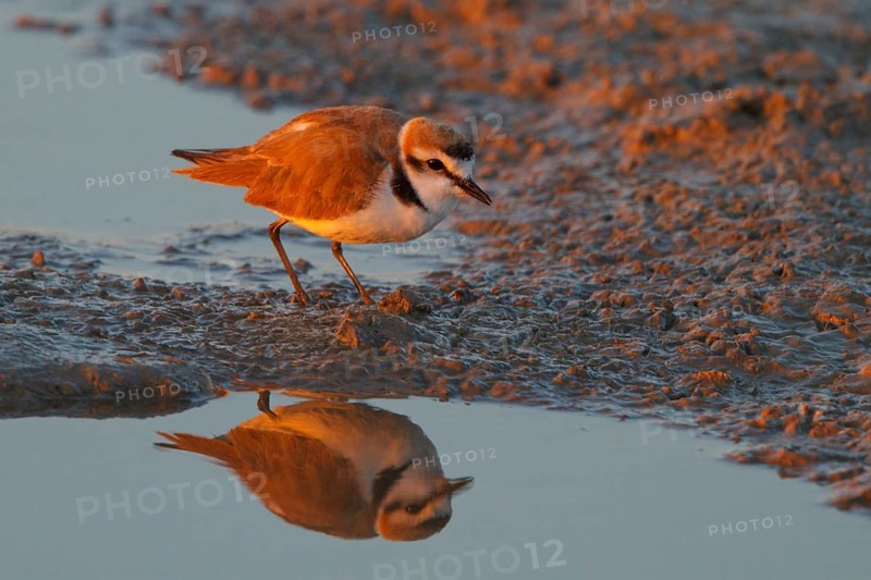 Kentish Plover (Charadrius alexandrinus) male, Mallorca, Spain