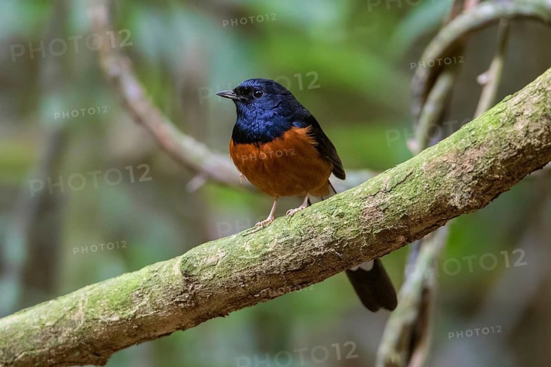 White-rumped Shama (Copsychus malabaricus) male, Cuc Phuong, Vietnam