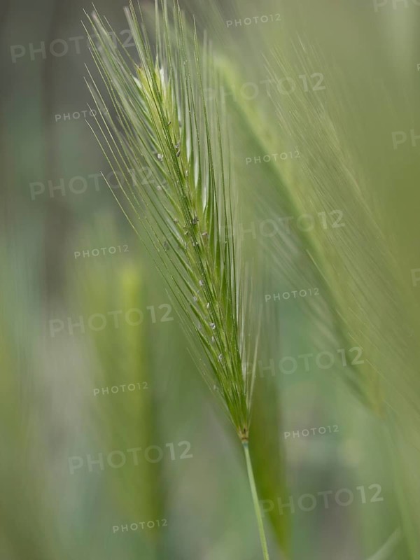 Photographic art, depiction by blurred blur of the ear of barley (Hordeum vulgare), Extremadura, Spain