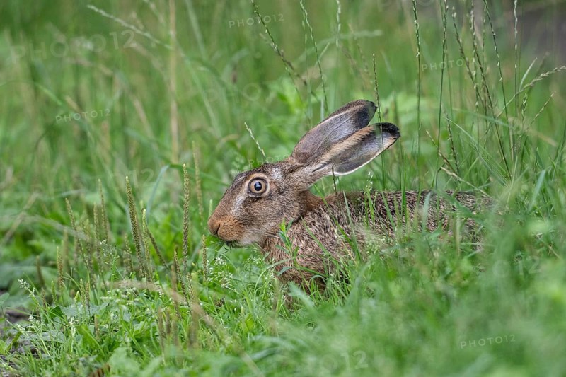 European hare (Lepus europaeus), Emsland, Lower Saxony, Germany