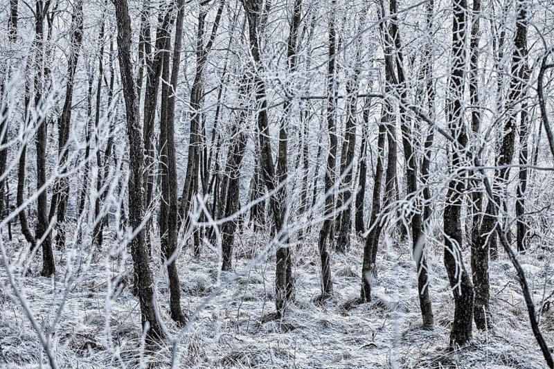 Hoarfrost on trees